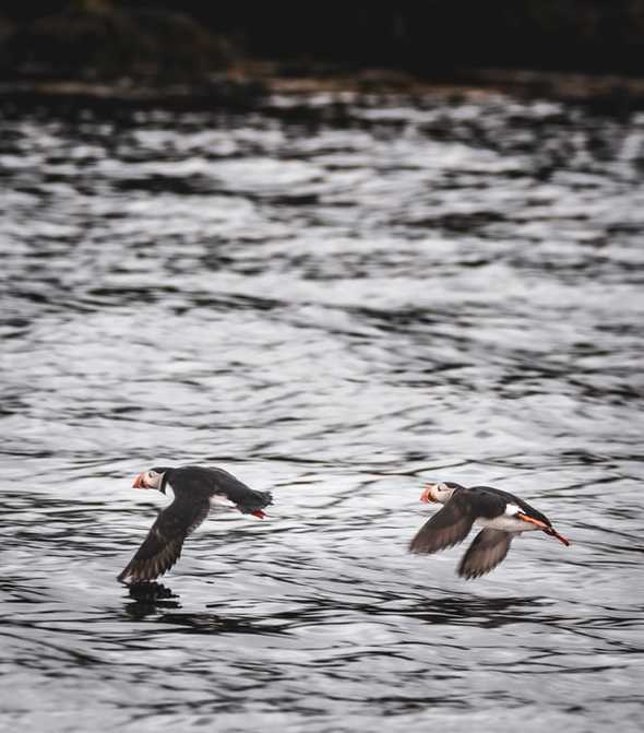 Two birds